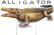 Alligator