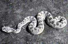 Rattlesnake